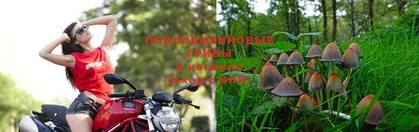 PSILOCYBIN Алексеевка